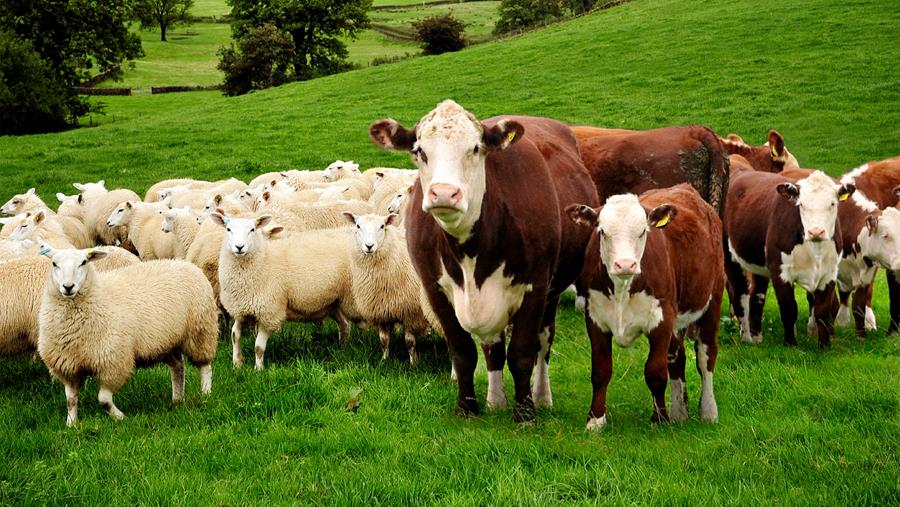 Le bœuf et l’agneau Norme Qualité Britannique, une viande d’exception