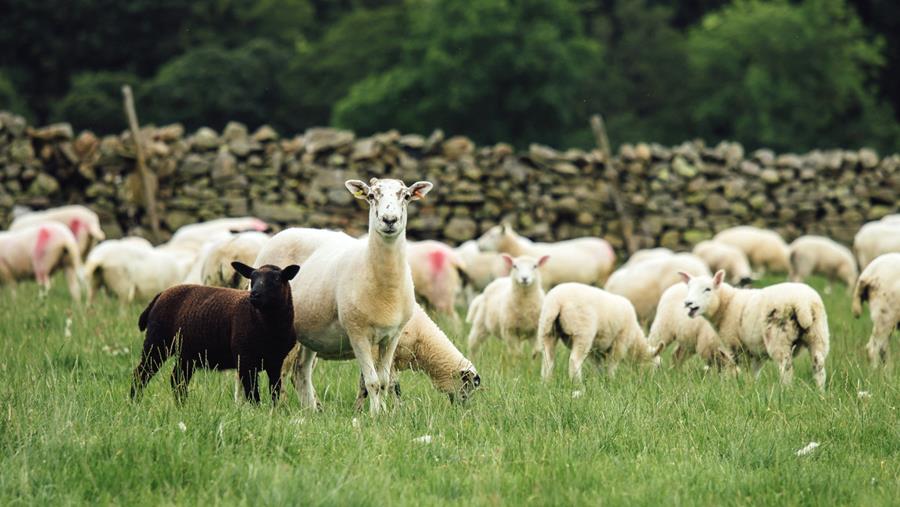 L'AGNEAU, DÉLICIEUSEMENT POLYVALENT GRÂCE À DIFFÉRENTES CULTURES