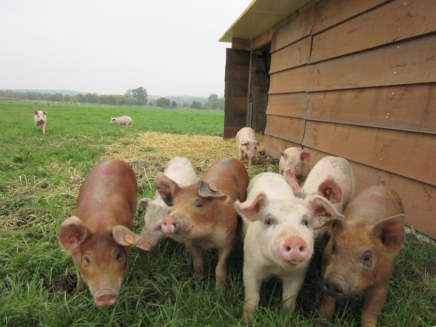 LA VIANDE DE PORC PLEINE DE VITAMINES DE PORC QUALITÉ ARDENNE
