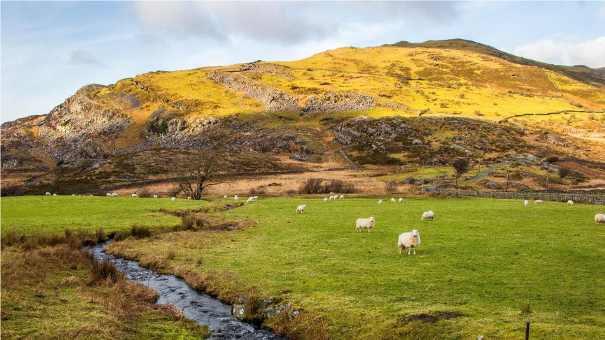 Welsh lam
