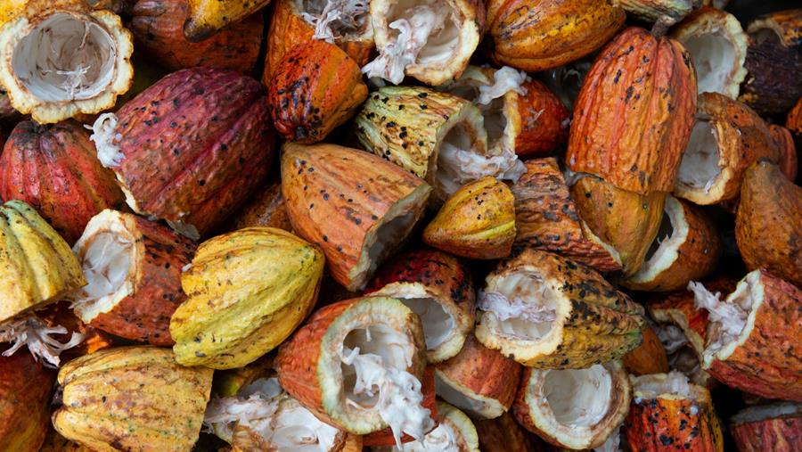 Ondertekent ook jouw bedrijf de Beyond Chocolate partnership?