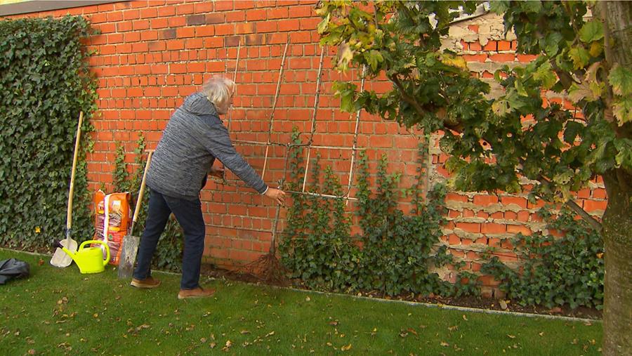 Leifruit planten in je tuin