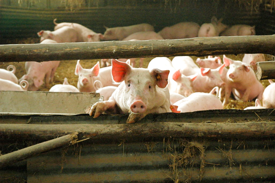 Porc Qualité Ardenne est une société Coopérative