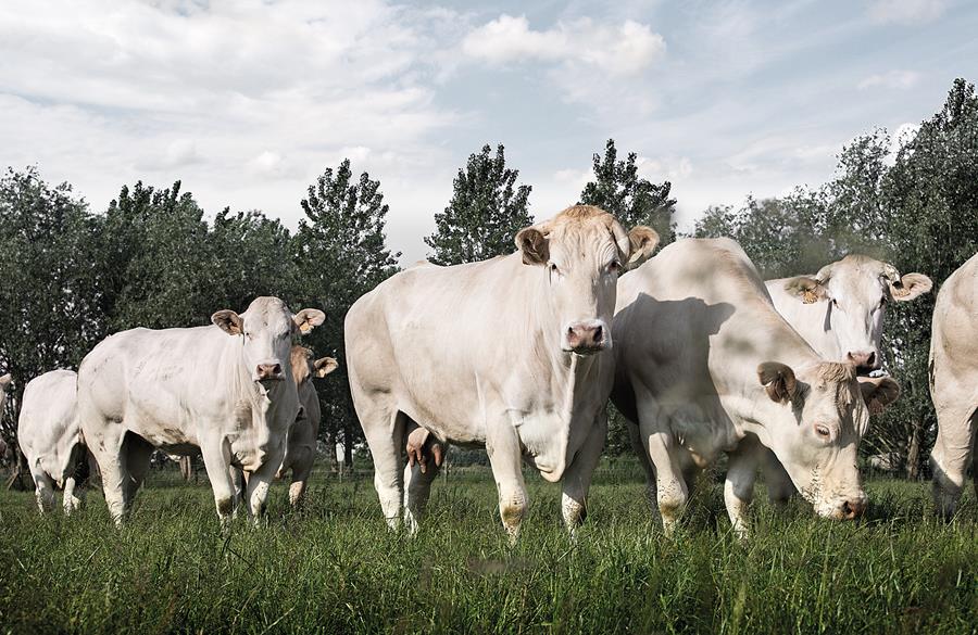 Franse runderrassen verzekeren constante kwaliteit