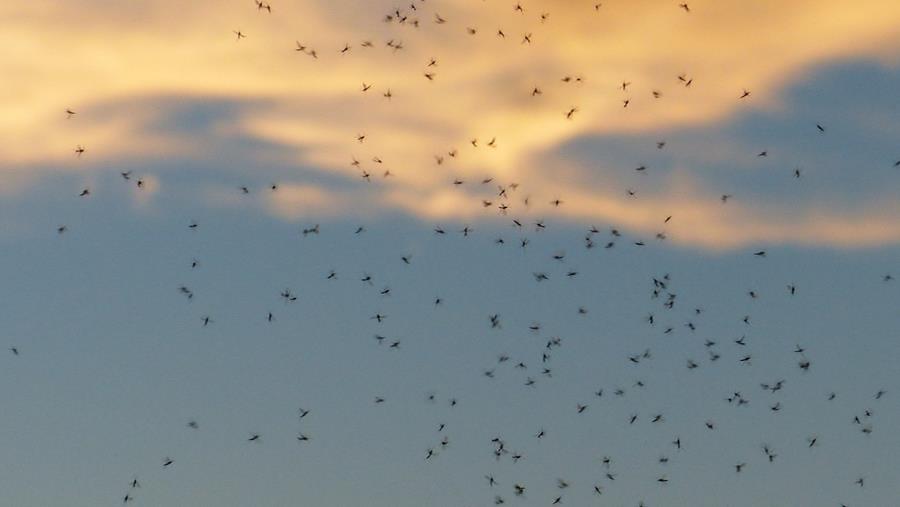 Climat : Les variations climatiques influencent les moustiques vecteurs de paludisme, selon l'IMT