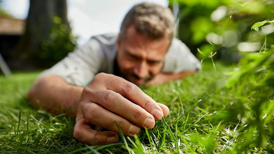 Comment faire pour profiter d'un gazon en bonne santé?