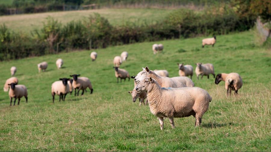 Brexit zal ook invloed hebben  op import van lamsvlees